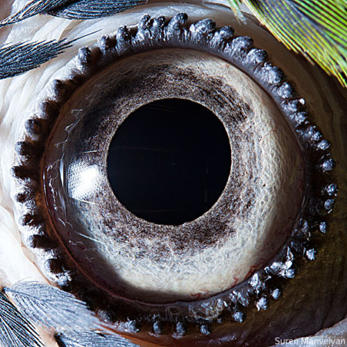 Macro closeups of animal eyes