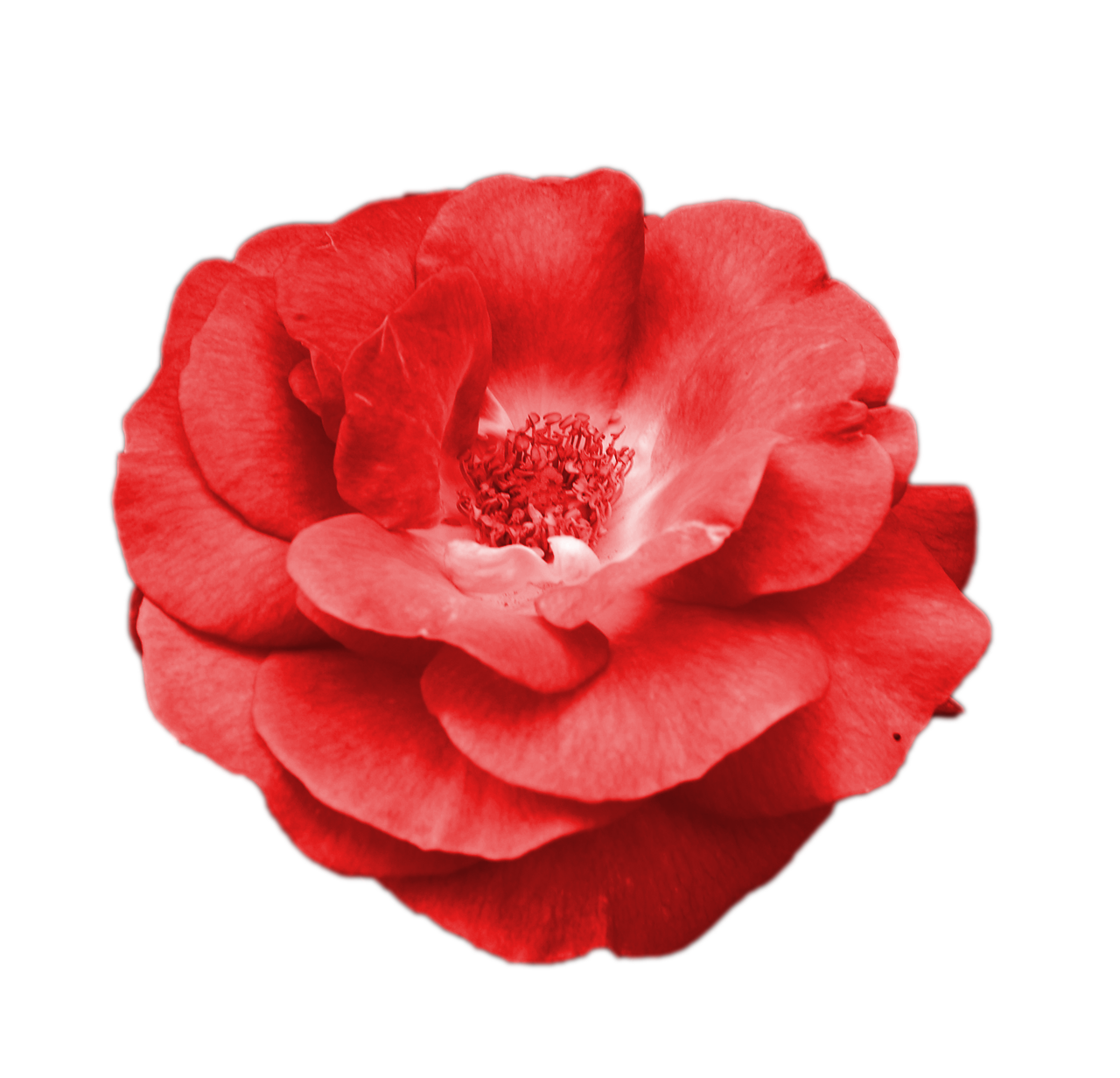 red flower