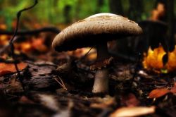 missfairyblossom:  Mushroom still-life by Maria Bruscha Found on 500px.com 