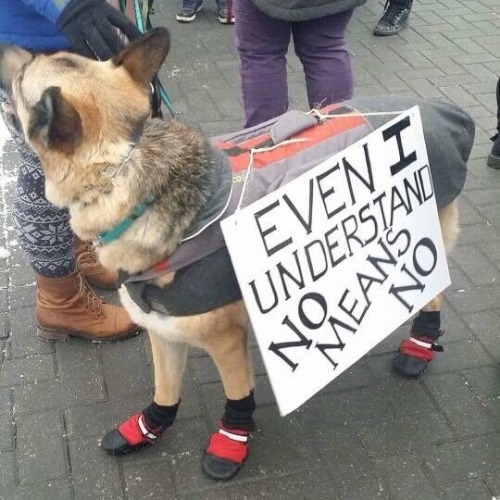 consolacions: puppers protesting (photos are not mine)