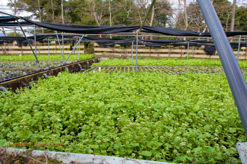 Fresh wasabi. Wasabia japonica. I can guarantee if you’ve never been to Japan, you’ve never eaten wa