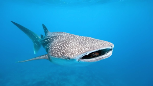 GEM IS IN THE MOUTH OF A WHALE SHARK >:)