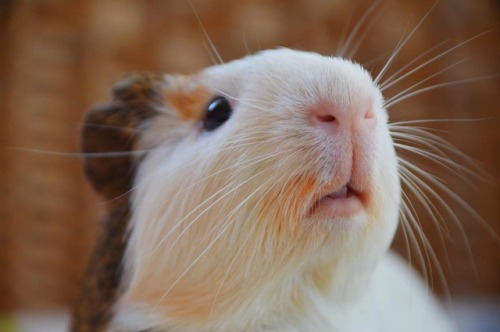 guineapiggies:benitoelcuy