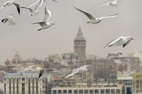 - Galata Tower, Istanbul, Turkeyinstagram | 500px | Flickr | Facebook