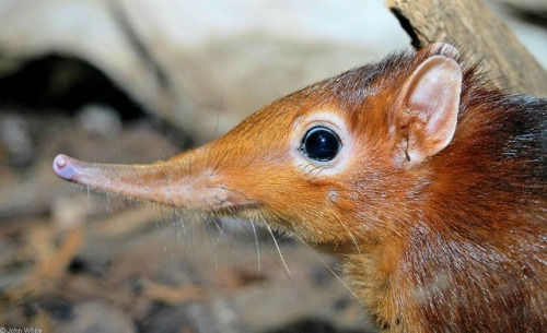 fantasticbeastsandhowtokeepthem: end0skeletal: Black and rufous elephant shrew (Rhynchocyon pet