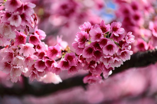 ileftmyheartintokyo:群赧 ~平菁街，寒櫻 SAKURA cherry blossoms ~ by PS兔~兔兔兔~ on Flickr.