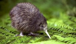 ainawgsd: Kiwi Kiwi or kiwis are flightless birds native to New Zealand. At around the size of a domestic chicken, kiwi are by far the smallest living ratites (which also consist of ostriches, emus, rheas, and cassowaries), and lay the largest egg in