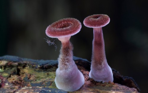 ad-hd-ab:Insane fungi photos by Steve Axford. Rekindling my obsessive love of mushrooms, and reminding me about that mushroom painting I wanted to start for a while. 