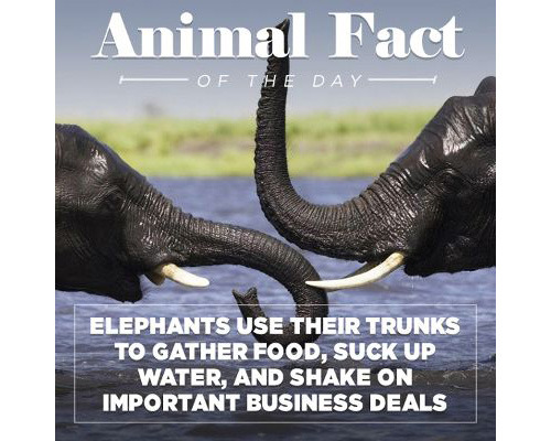 Porn photo tastefullyoffensive:  Animal Facts of the