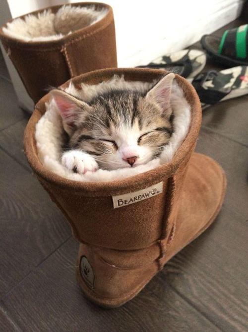 cute-pet-animals-aww: If I fits, I sleeps!