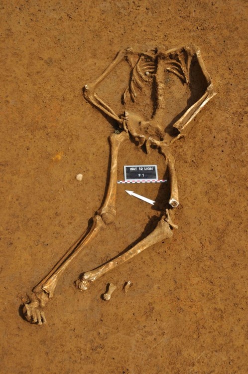 museum-of-artifacts:  Skeleton of a 23 years old soldier who died in the battle of Waterloo. 1815. Thebullet which killed him is still visible in his chest.