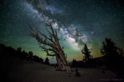 nyctophiliacnat:  just—space:  Guardian Of The Night. The Milky Way above the White Mountains of California. Photo by Michael Shainblum. .