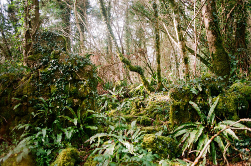 graymanphotography: The forest reclaiming an old settlement, ferns, ivy and mosses. (Minolta, 35mm f
