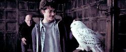 gifharrypotter:  Right smart bird you’ve got there, Mr. Potter