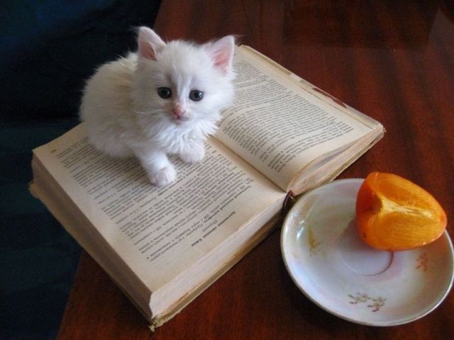 cuteanimalsaww:  Follow For Cute Animals Everyday