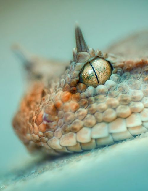 exotic-venom:(Cerastes cerastes) Saharan horned viper