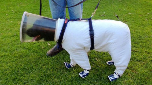 armedandgayngerous:  deadmugen:  dogaesthetics:  sirfrogsworth: This is Bazz the Beekeeper. A black lab who is specially trained to sniff out disease in bee hives. In Australia the bees do not stay inside and it isn’t safe for Bazz to go in sniffing