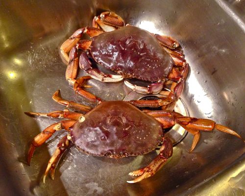 Yesterday&rsquo;s crabbing adventure, on a popular floating dock in Port Moody, consistently produce