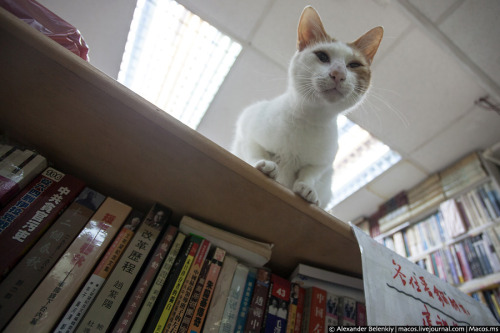 Cats and Books - Ms. Chan- Saving Stray Cats in Hong Kong.In the early 80’s, Hong Kong stray cats we