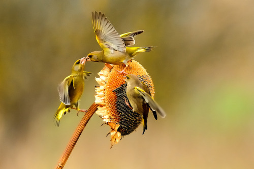 European Greenfinch (Chloris chloris) >>by Renzo Gaudenzi