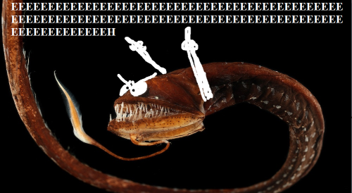 kuhli-fr:my contribution to the night squad chat@iguanamouth please look at these goofy eels