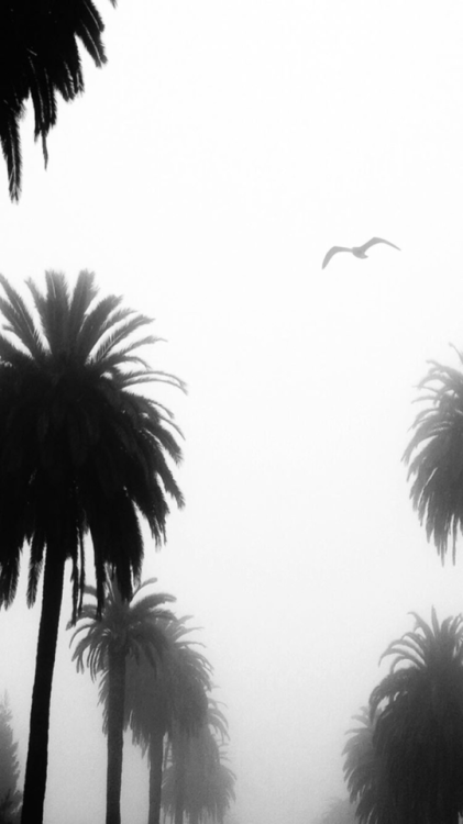 yeezuscrxs:life is but a dream