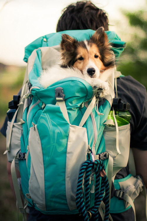 menandtheirdogs:  tempurafriedhappiness: My soul.