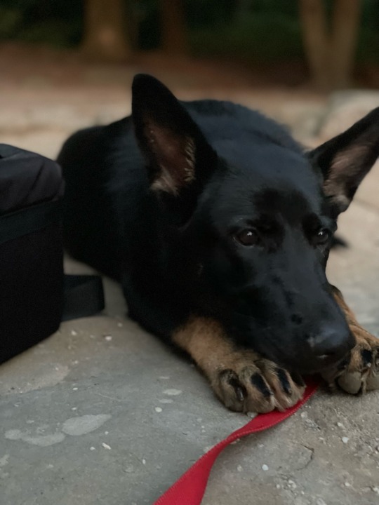 We have an adorable guest with us for a couple days! Puppy sitting babes uncles dog so we’ve got a German Shepard yingyang going 😂🥰😍