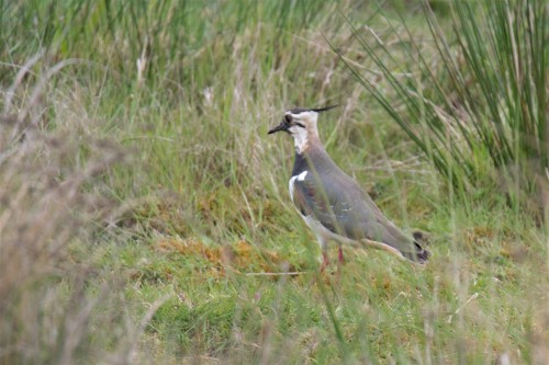 Lapwing