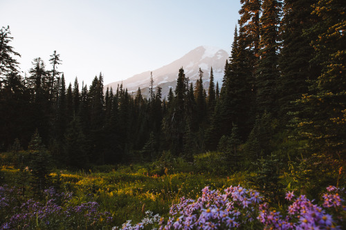 msteindl:I think about this place often // Mount Rainier, September 2018.  Instagram // @MattSt