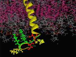 bpod-mrc:  Stop MUC-ing About    Some molecules