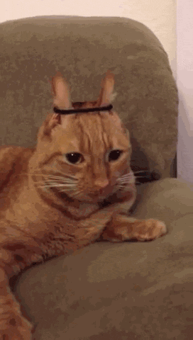 catsdogsblog:  More GIFs http://catsdogsblog.com/