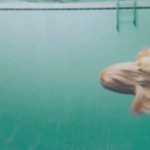 aviculor:  plutoniarch:  plutoniarch:  plutoniarch:  foodandanimalgifs: “  This