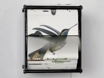 unicorn-meat-is-too-mainstream:  Bird Flipbook Machines by Juan Fontanive 