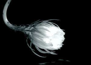 animatedmatelot:  Epiphyllum oxypetalum (source) adult photos