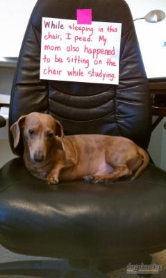 Dogshaming:  There’s A First Time For Everything!  While Sleeping In This Chair,