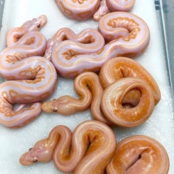 trufflesmushroom:weirdly shaped glazed doughnuts 