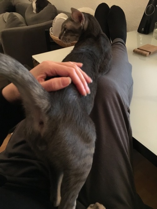 shenannygans: Sherlock couldn’t make up his mind if he wants to lay on my legs or not. (Excuse