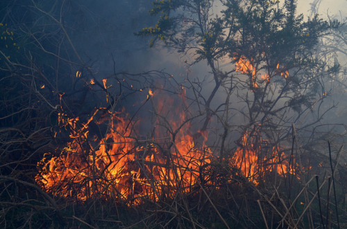 90377:Fire at Rendlesham Forest by little_auk on Flickr.