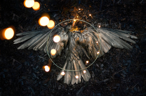 artofmaquenda: PART 1 The Road to Awe “I see the stars in your eyes” said he.“Reflections merely.” Said the crow.“Memories and premonitions” the voice, a soft rebuke.“How can you know such things as the sky will not tell?” crow asked,“I