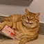 cadburycreampie:(Threat)