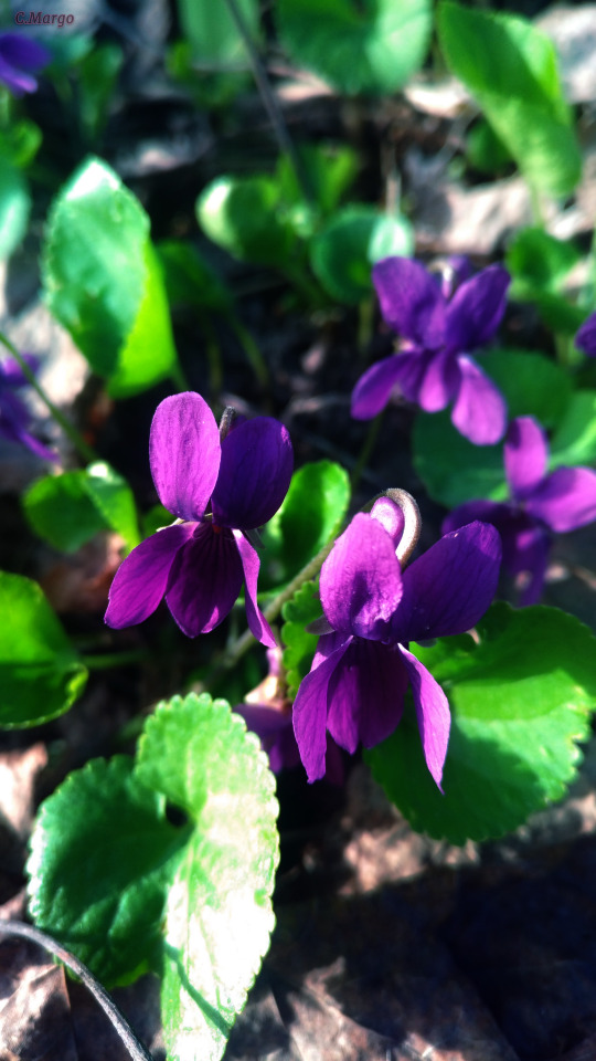 . 24. Viola Ambigua. May 24.