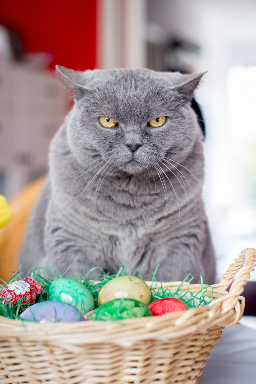 mostlycatsmostly:our auxiliary easter bunny. (by nerdmeister®)