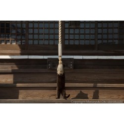 Okirakuoki:ねこ神さま、ついにあらわる。 #Cat #ねこ