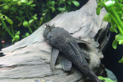 neaq:This guy: Not only do bushy-nose pleco just look wild, you should see them in action. Chec