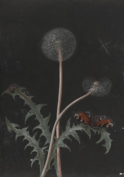 1910-again:Barbara Regina Dietzsch, Dandelion, 18th century.