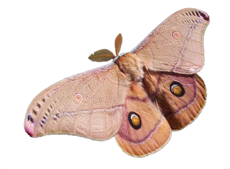 png-plz:  moth pngs