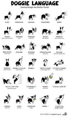 love-this-pic-dot-com:  Doggie Language