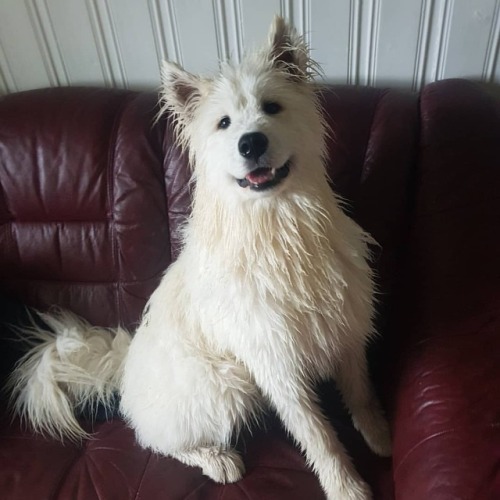 Before And After Shower. :) . . . . . #samoyedsmile #sammysmile #samoyedass #samoyedsofinstagram #samoyedpuppy