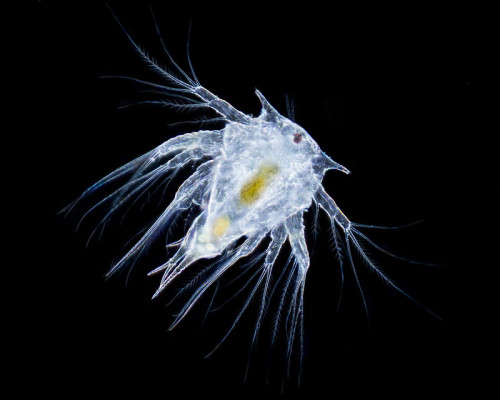 The nauplius larva of a barnacle, sort of a flat shrimpy creature with four pairs of long legs.